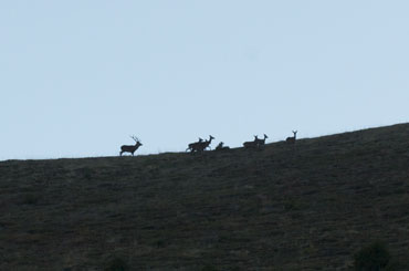 Cerfs à Mandelon